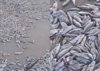 VÍDEO: Milhares de peixes mortos aparecem em praia de Cedral, na Baixada Maranhense
