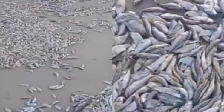 VÍDEO: Milhares de peixes mortos aparecem em praia de Cedral, na Baixada Maranhense