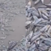 VÍDEO: Milhares de peixes mortos aparecem em praia de Cedral, na Baixada Maranhense