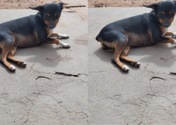 Cadela morre após ser atropelada na calçada de casa em Imperatriz; VÍDEO