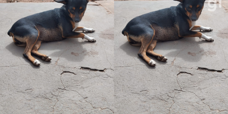 Cadela morre após ser atropelada na calçada de casa em Imperatriz; VÍDEO
