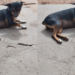 Cadela morre após ser atropelada na calçada de casa em Imperatriz; VÍDEO