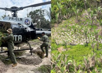 Operação Policial erradica mais de 22 mil pés de maconha em Santa Helena no MA
