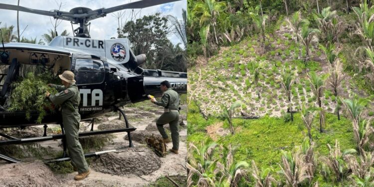 Operação Policial erradica mais de 22 mil pés de maconha em Santa Helena no MA