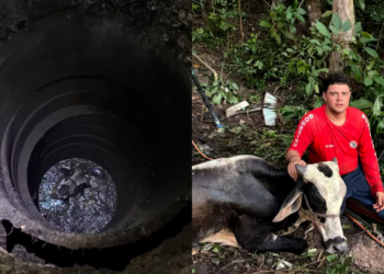 VÍDEO: Bombeiros resgatam boi que caiu em poço desativado em Chapadinha