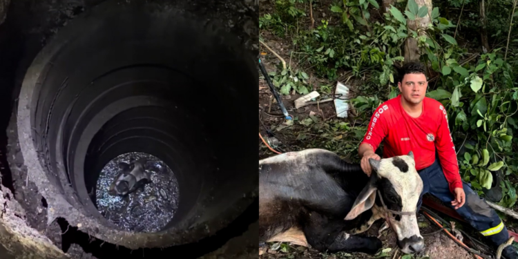 VÍDEO: Bombeiros resgatam boi que caiu em poço desativado em Chapadinha